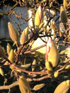 magnolienknospen hoch